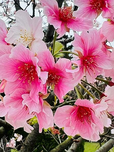 台北中正紀念堂櫻花季：搭捷運也能賞櫻景點。粉紅大漁櫻、桃紅八