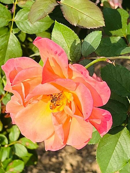 台北捷運士林站半日遊:參觀士林官邸。玫瑰花園