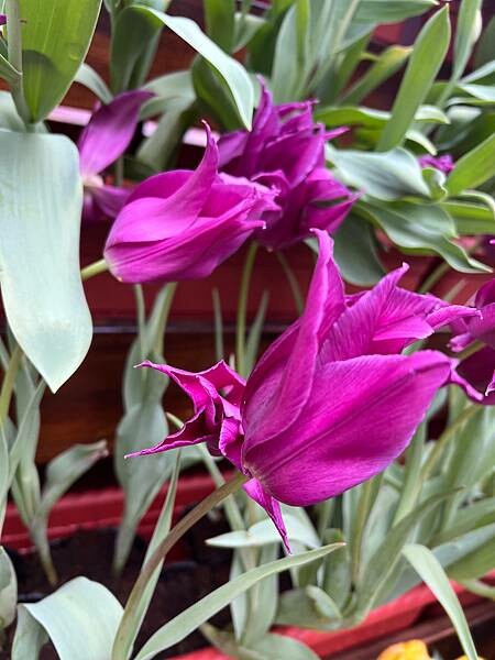 2024年士林官邸公園鬱金香花季:相鬱祈福。鬱金香齊放