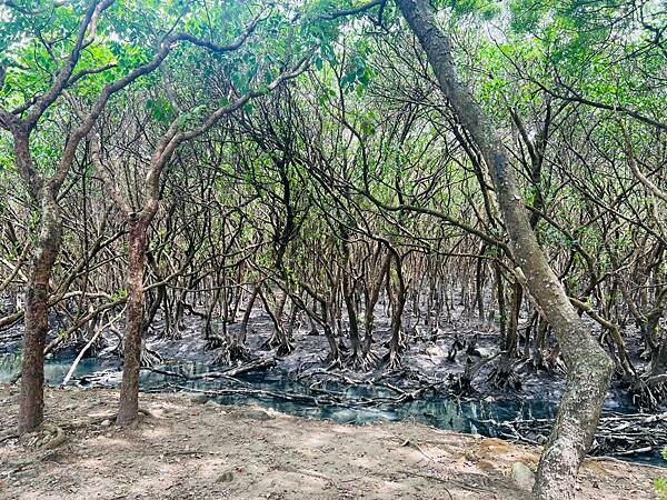 新北市八里一日遊：2023年八里神化沙雕藝術展。挖子尾自然保