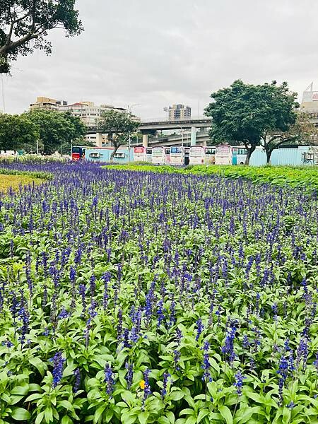 台北市捷運北門站:12月的延平河濱公園花海