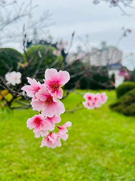 台北中正紀念堂櫻花季：搭捷運也能賞櫻景點。粉紅大漁櫻、桃紅八