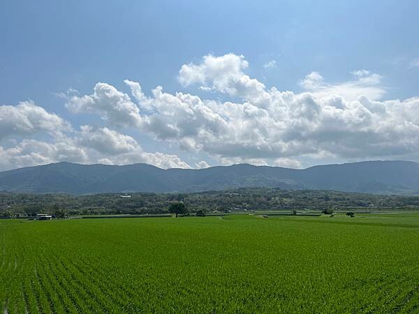 池上春季一日遊。伯朗大道一片片綠油油的稻田|台東嘉義宜蘭遊記