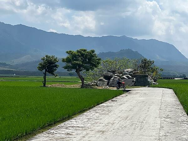 池上春季一日遊。伯朗大道一片片綠油油的稻田|台東嘉義宜蘭遊記