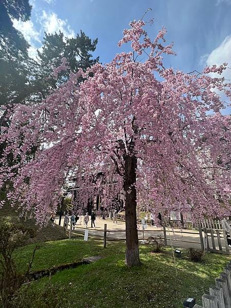《2023年日本東北櫻花季》青森弘前公園櫻花盛開。附青森弘前交通方式（日本東北函館白老自由行ep03）