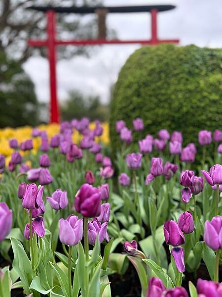 2024年士林官邸公園鬱金香花季:相鬱祈福。鬱金香齊放