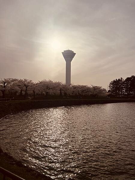 2023年北海道函館五稜郭櫻花季:熱情的盛開。推薦日本好吃的