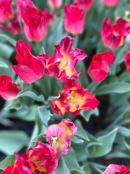 2024年士林官邸公園鬱金香花季:相鬱祈福。鬱金香齊放