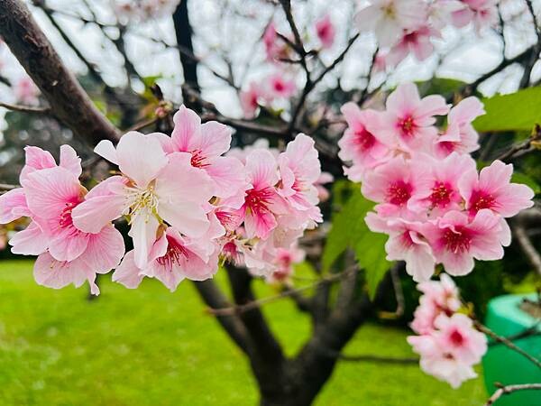 台北中正紀念堂櫻花季：搭捷運也能賞櫻景點。粉紅大漁櫻、桃紅八