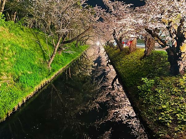 《2023年日本東北櫻花季》青森弘前公園櫻花盛開。附青森弘前交通方式（日本東北函館白老自由行ep03）