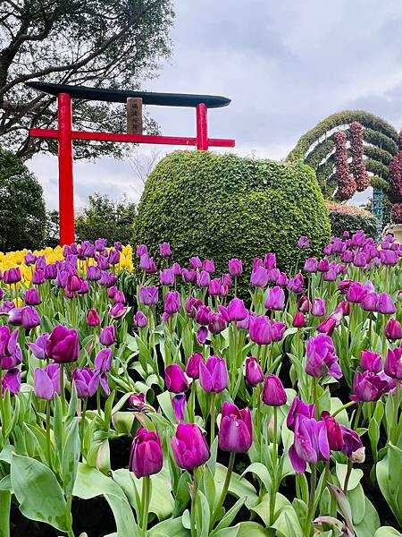 2024年士林官邸公園鬱金香花季:相鬱祈福。鬱金香齊放