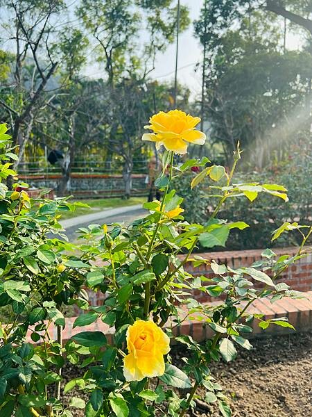 台北捷運士林站半日遊:參觀士林官邸。玫瑰花園