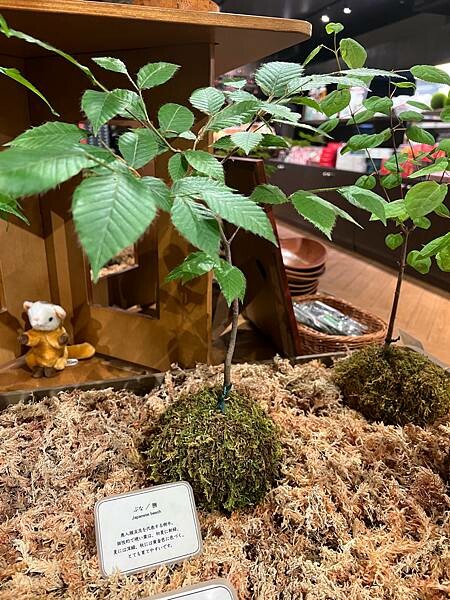 星野奧入瀨溫泉渡假飯店（附交通方式）。在自然生態的溪流邊渡過