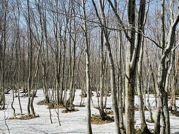 星野奧入瀨溫泉渡假飯店（附交通方式）。在自然生態的溪流邊渡過