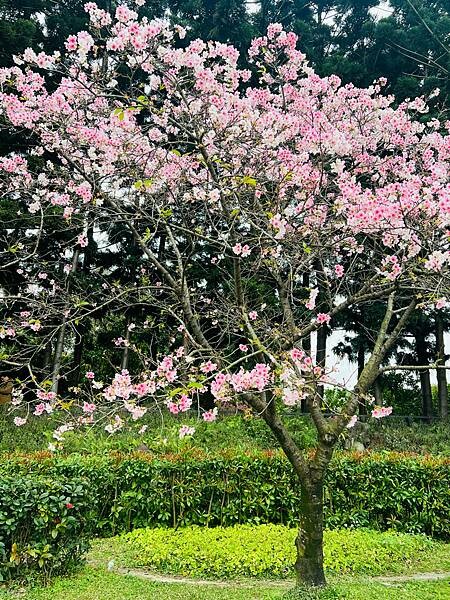 台北中正紀念堂櫻花季：搭捷運也能賞櫻景點。粉紅大漁櫻、桃紅八
