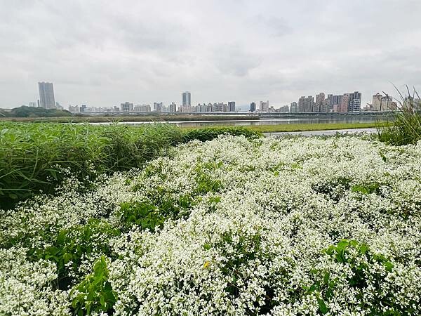 台北市捷運北門站:12月的延平河濱公園花海
