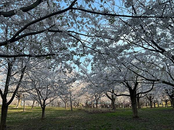 《2023年日本東北櫻花季》陸奧鶴田半日遊。津輕富士見湖。鶴 《2023年日本東北櫻花季》陸奧鶴田半日遊。津輕富士見湖。鶴