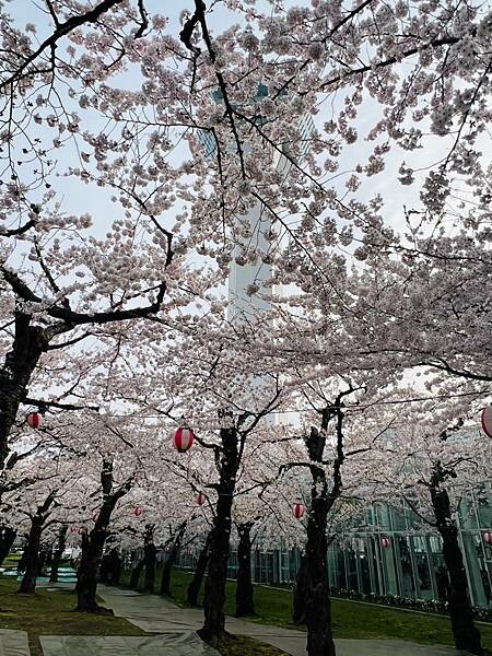 2023年北海道函館五稜郭櫻花季:熱情的盛開。推薦日本好吃的