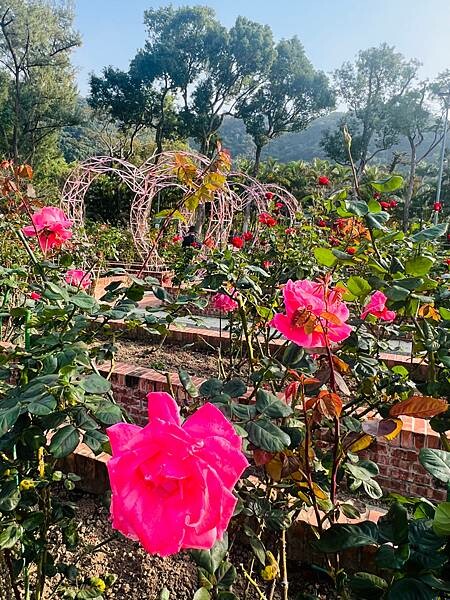 台北捷運士林站半日遊:參觀士林官邸。玫瑰花園