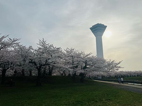 2023年北海道函館五稜郭櫻花季:熱情的盛開。推薦日本好吃的
