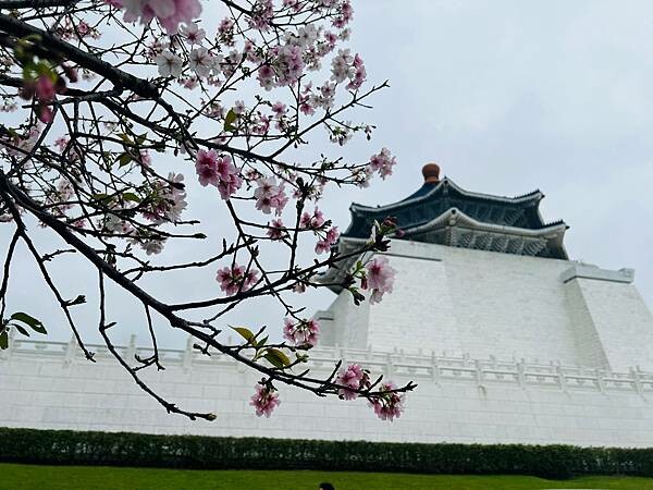 台北中正紀念堂櫻花季：搭捷運也能賞櫻景點。粉紅大漁櫻、桃紅八