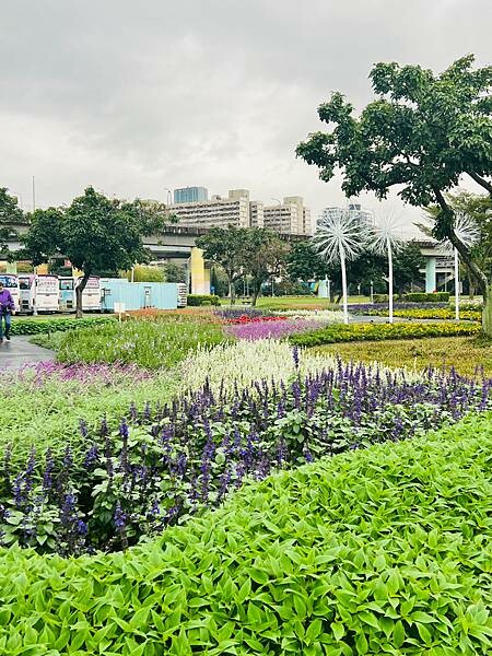 台北市捷運北門站:12月的延平河濱公園花海