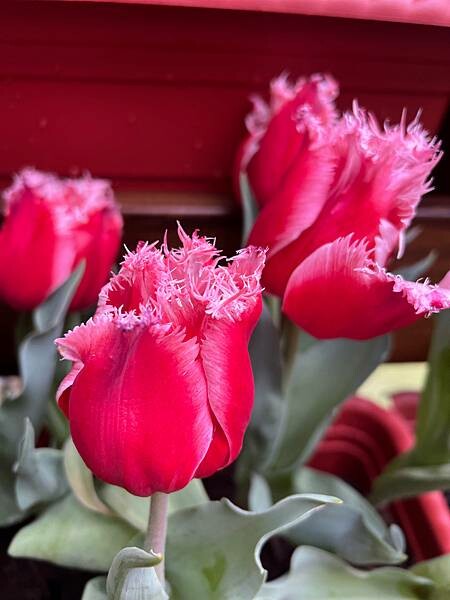 2024年士林官邸公園鬱金香花季:相鬱祈福。鬱金香齊放