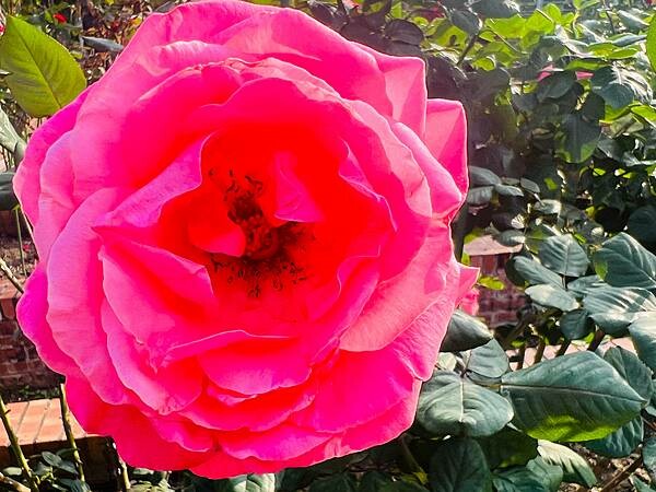 台北捷運士林站半日遊:參觀士林官邸。玫瑰花園