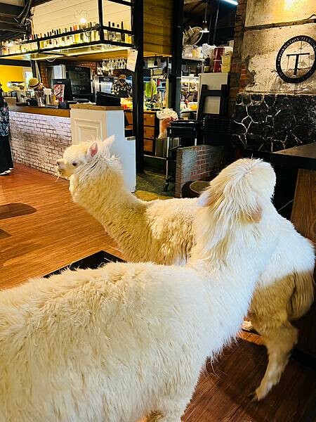 陽明山草山小鎮:大衛小小羊David & Alpaca,近距 陽明山草山小鎮:大衛小小羊David & Alpaca,近距