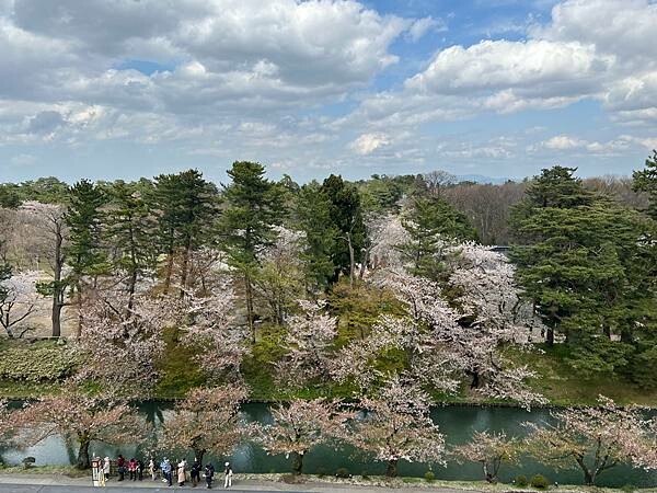 《2023年日本東北櫻花季》青森弘前公園櫻花盛開。附青森弘前交通方式（日本東北函館白老自由行ep03）
