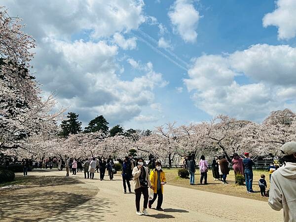 《2023年日本東北櫻花季》青森弘前公園櫻花盛開。附青森弘前交通方式（日本東北函館白老自由行ep03）