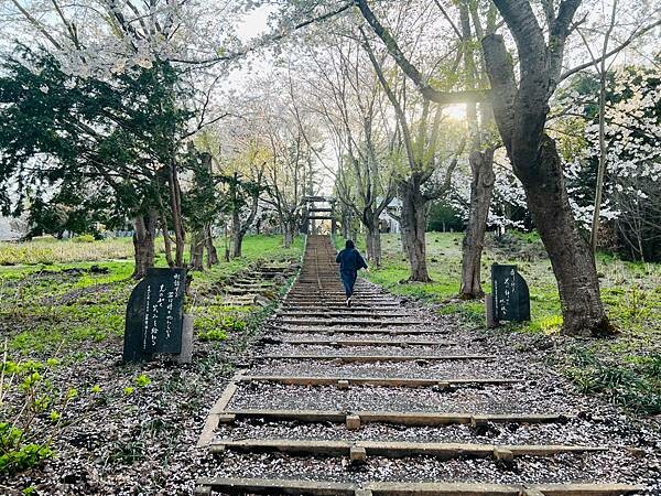 《2023年日本東北櫻花季》陸奧鶴田半日遊。津輕富士見湖。鶴 《2023年日本東北櫻花季》陸奧鶴田半日遊。津輕富士見湖。鶴