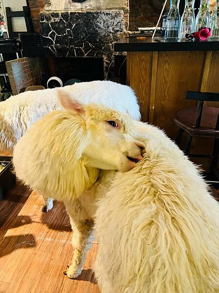 陽明山草山小鎮:大衛小小羊David & Alpaca,近距 陽明山草山小鎮:大衛小小羊David & Alpaca,近距