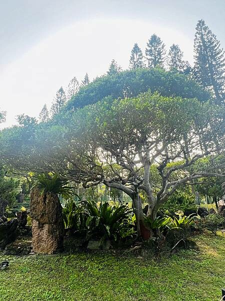 台北捷運士林站半日遊:參觀士林官邸。玫瑰花園