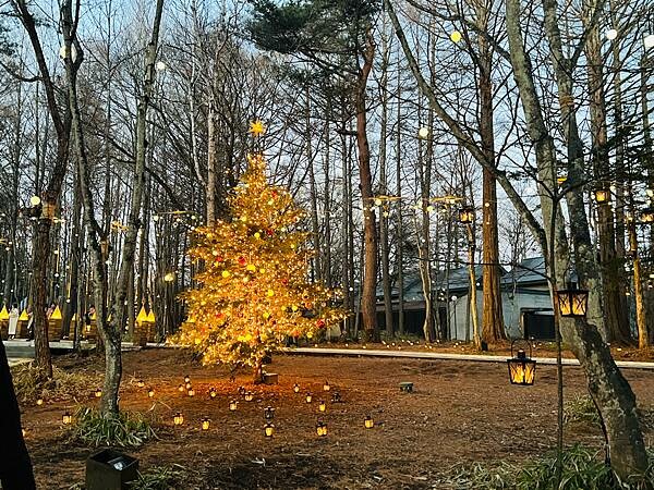 2023年日本長野縣輕井澤星野渡假飯店浪漫聖誕活動:杉樹廣場