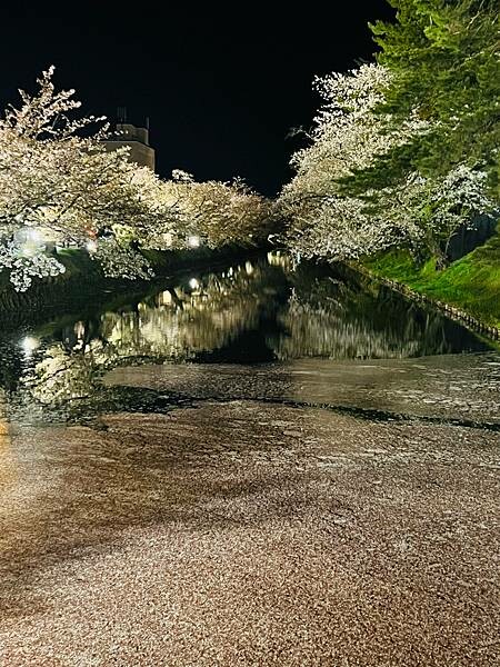 《2023年日本東北櫻花季》青森弘前公園櫻花盛開。附青森弘前交通方式（日本東北函館白老自由行ep03）