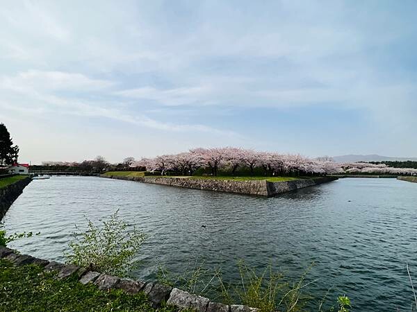 2023年北海道函館五稜郭櫻花季:熱情的盛開。推薦日本好吃的