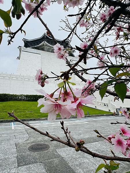 台北中正紀念堂櫻花季：搭捷運也能賞櫻景點。粉紅大漁櫻、桃紅八