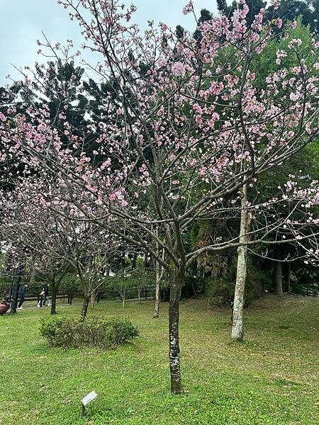台北中正紀念堂櫻花季：搭捷運也能賞櫻景點。粉紅大漁櫻、桃紅八