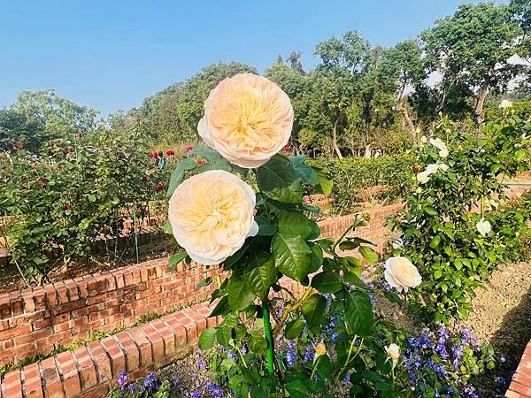 台北捷運士林站半日遊:參觀士林官邸。玫瑰花園