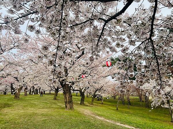 2023年北海道函館五稜郭櫻花季:熱情的盛開。推薦日本好吃的