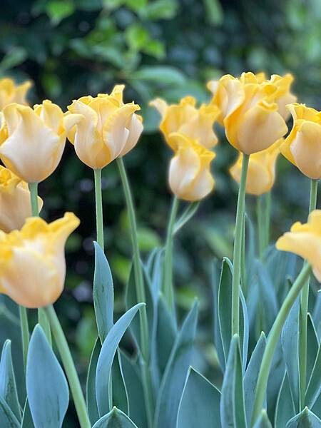 2024年士林官邸公園鬱金香花季:相鬱祈福。鬱金香齊放