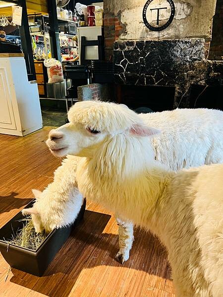 陽明山草山小鎮:大衛小小羊David & Alpaca,近距 陽明山草山小鎮:大衛小小羊David & Alpaca,近距