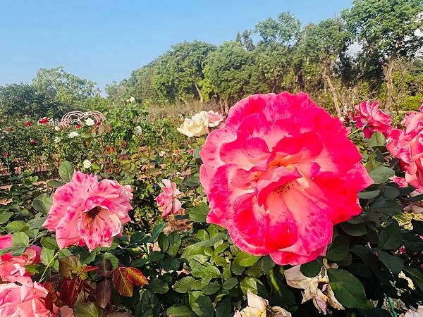 台北捷運士林站半日遊:參觀士林官邸。玫瑰花園