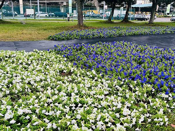 台北市捷運北門站:12月的延平河濱公園花海