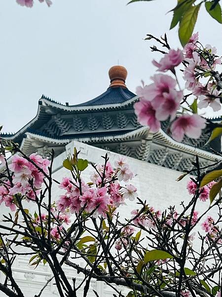台北中正紀念堂櫻花季：搭捷運也能賞櫻景點。粉紅大漁櫻、桃紅八