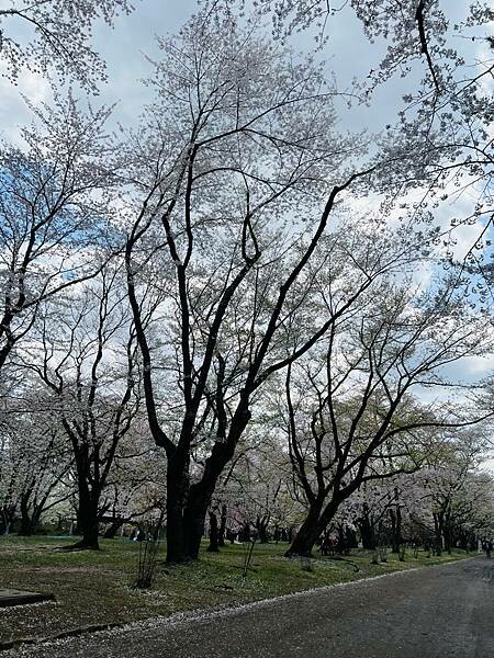 《2023年日本東北櫻花季》青森弘前公園櫻花盛開。附青森弘前交通方式（日本東北函館白老自由行ep03）