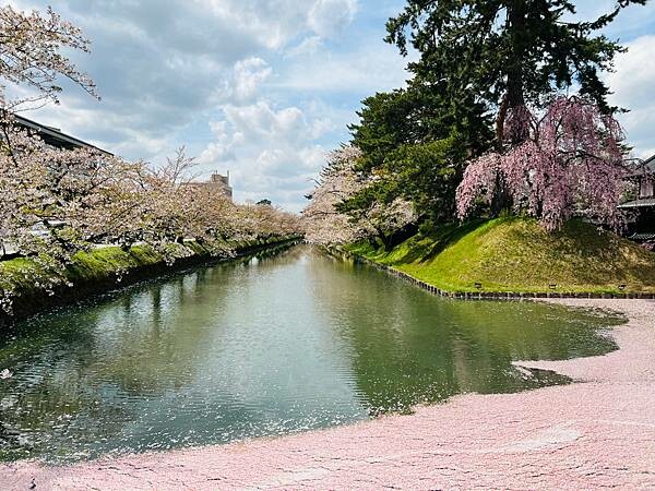 《2023年日本東北櫻花季》青森弘前公園櫻花盛開。附青森弘前交通方式（日本東北函館白老自由行ep03）