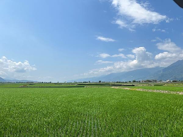 池上春季一日遊。伯朗大道一片片綠油油的稻田|台東嘉義宜蘭遊記