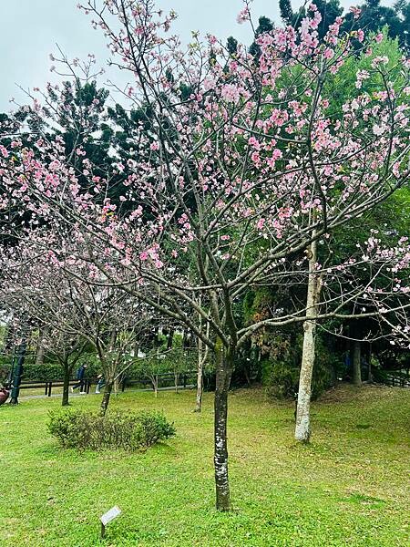 台北中正紀念堂櫻花季：搭捷運也能賞櫻景點。粉紅大漁櫻、桃紅八